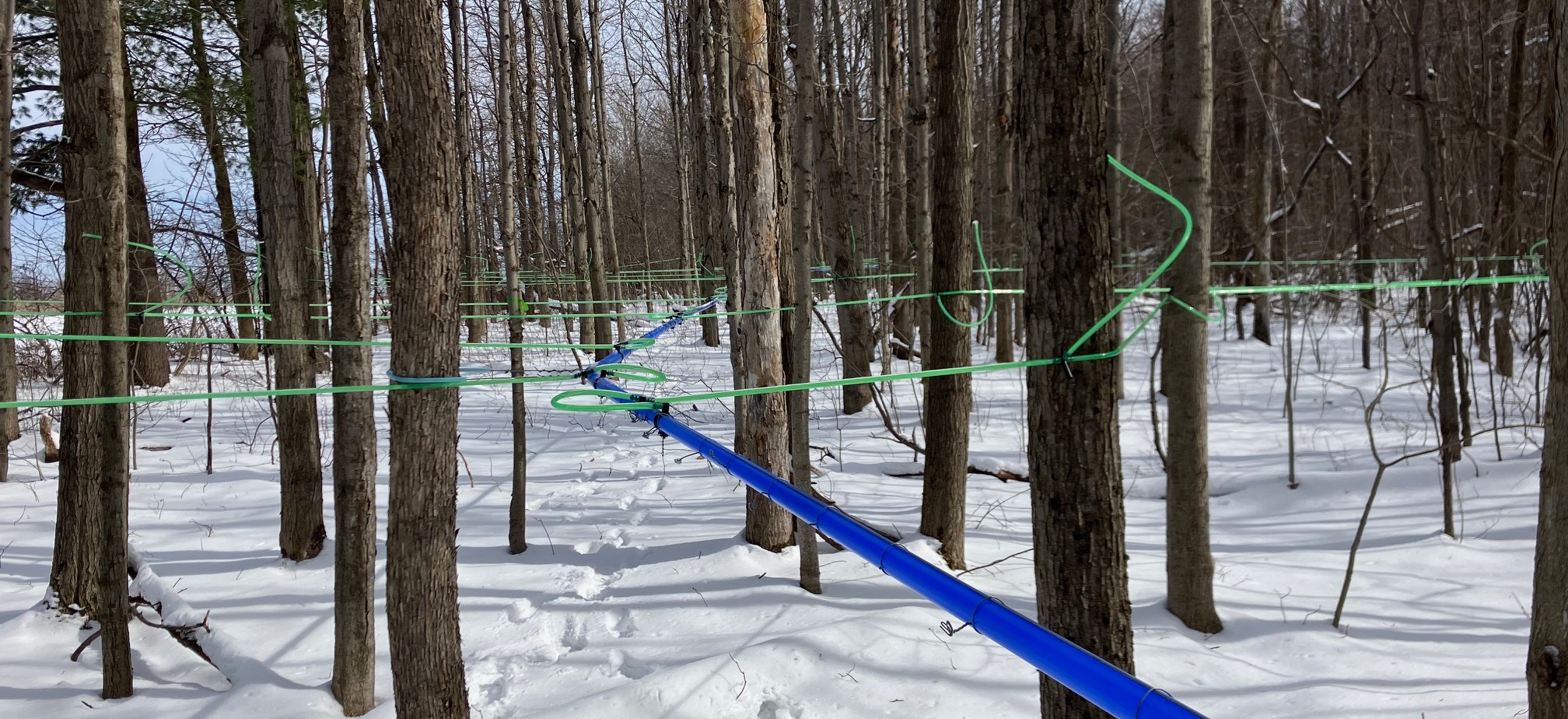 our process - tubing to collect maple syrup